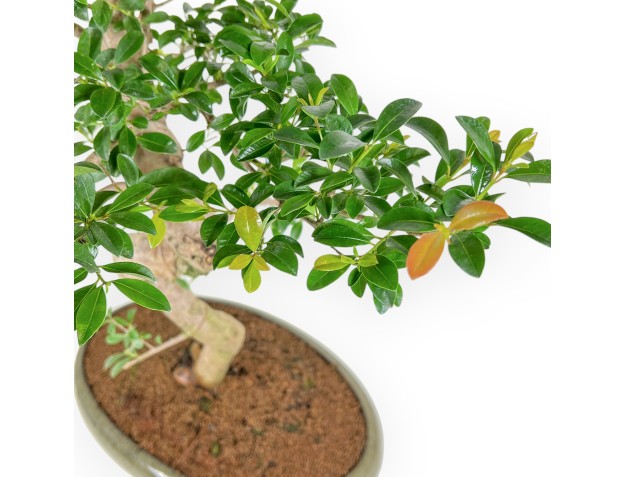 Eugenia - 61 cm 2