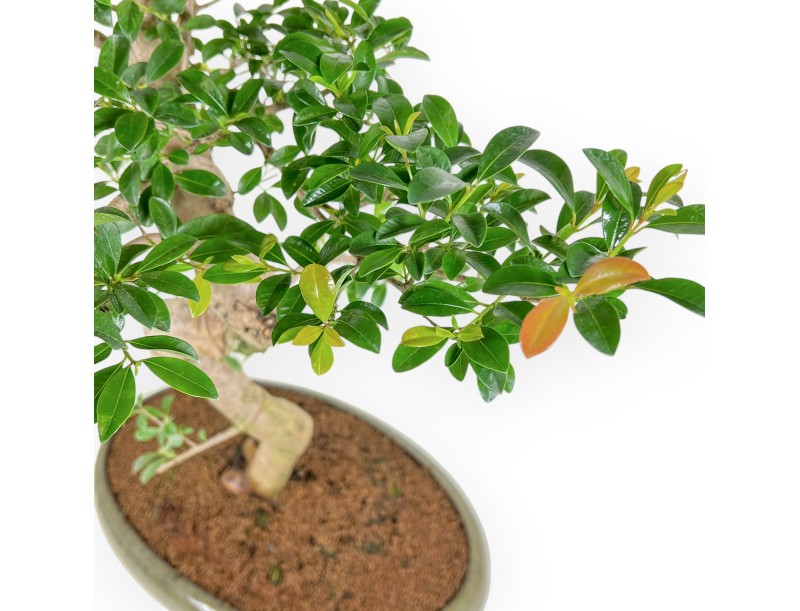 Eugenia - 61 cm