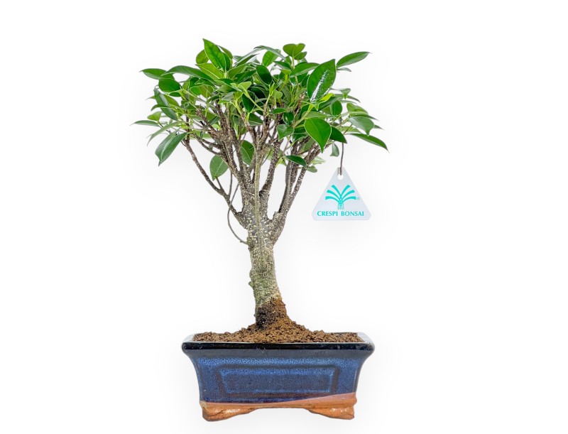 Ficus Retusa - 32 cm