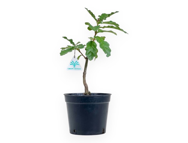 Quercus cerris - 36 cm