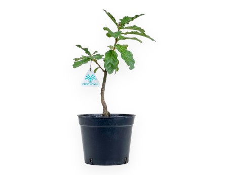 Quercus cerries - 36 cm