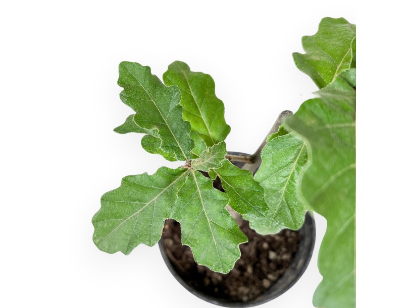 Quercus cerris - 36 cm