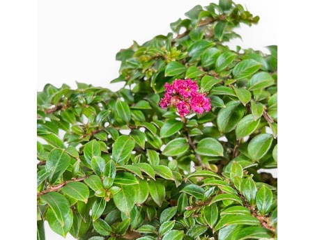 Lagerstroemia Indica - Kreppmyrte - 21 cm