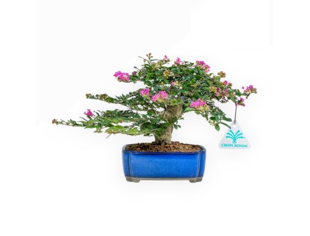 Lagerstroemia Indica - Kreppmyrte - 17 cm