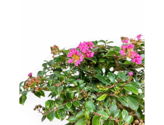 Lagerstroemia Indica - Crape Myrtle - 17 cm 2