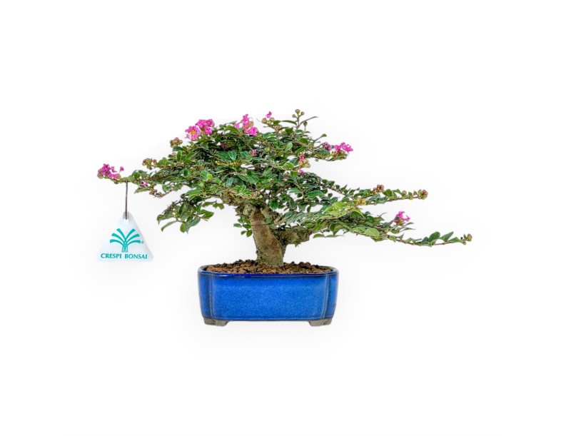 Lagerstroemia Indica - Rouwband mirte - 17 cm