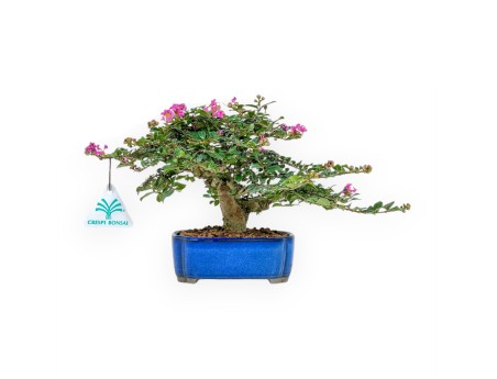 Lagerstroemia Indica - Crape Myrtle - 17 cm
