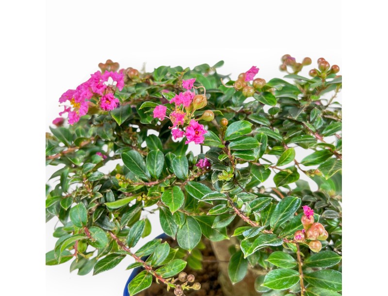 Lagerstroemia Indica - Myrte de Crêpe - 17 cm