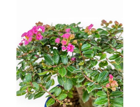 Lagerstroemia Indica - Crape Myrtle - 17 cm