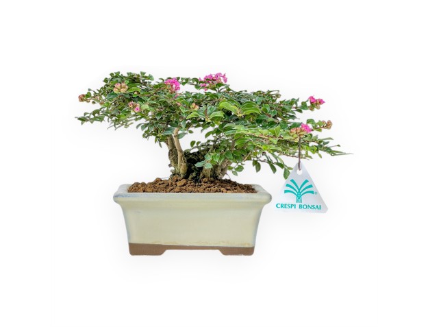 Lagerstroemia - Crespón de mirto - 16 cm