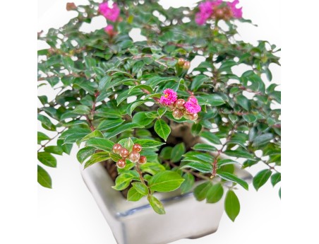 Lagerstroemia - Crespón de mirto - 16 cm