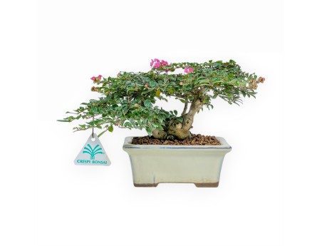 Lagerstroemia - Kreppmyrte - 16 cm