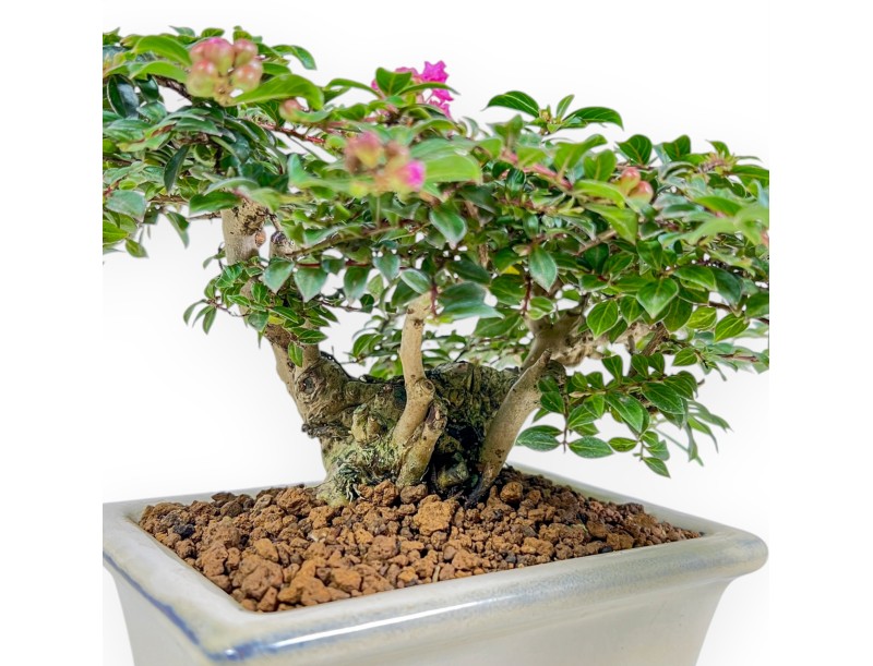 Lagerstroemia - Myrte de crêpe - 16 cm