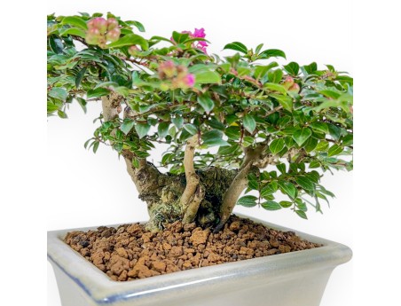 Lagerstroemia - Crape Myrtle - 16 cm