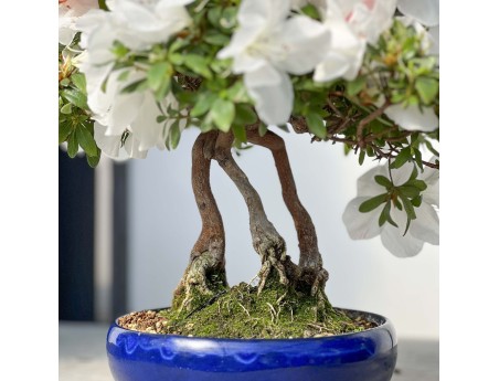 Rhododendron Indicum - 45 cm