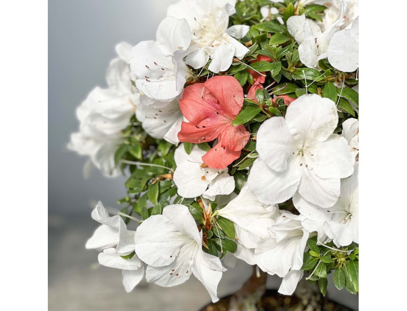 Rhododendron Indicum - Azalea - 45 cm