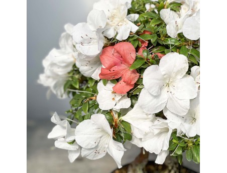 Rhododendron Indicum - Azalea - 45 cm