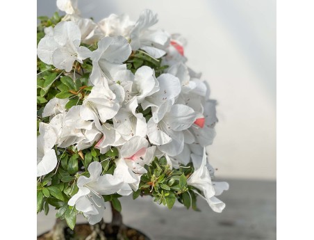 Rhododendron Indicum - Azalée - 45 cm