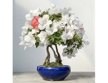 Rhododendron Indicum - 45 cm