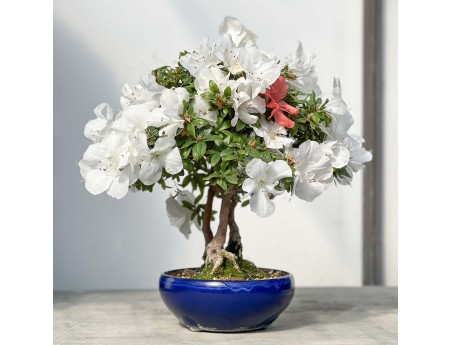 Rhododendron Indicum - 45 cm
