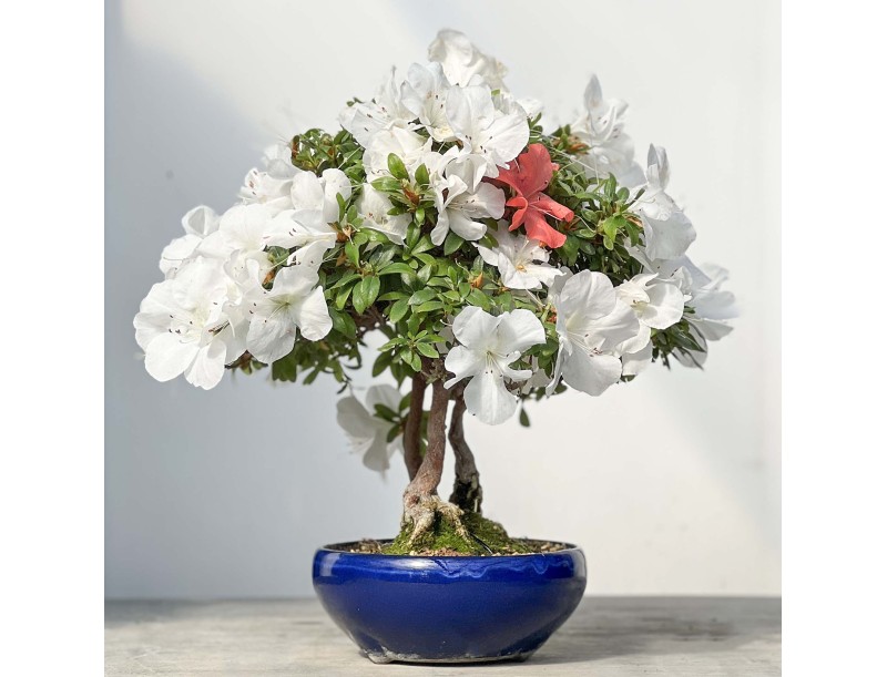 Rhododendron Indicum - Azalée - 45 cm
