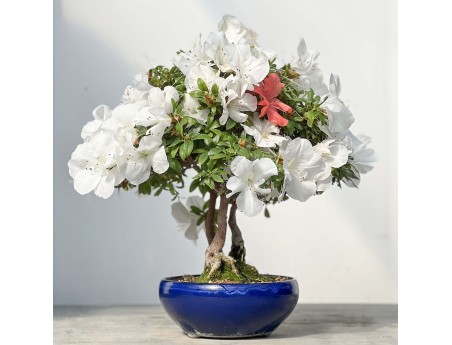 Rhododendron Indicum - Azalea - 45 cm