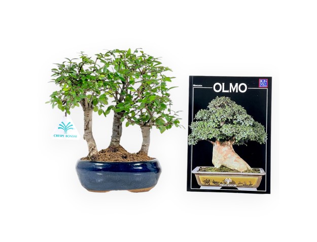 Set Ulmen & Mini-Guide