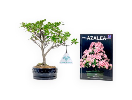 Azalea Set & Miniguide