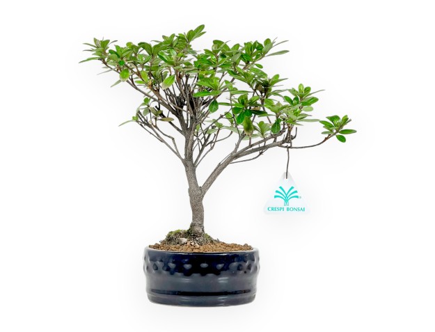 Set Azalea & Miniguida 2