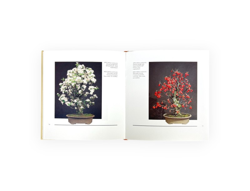 Set Livre Bonsai Suiseki suggestions & Furoshiki 68 cm