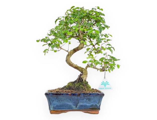 Ligustrum - Privet - 35 cm