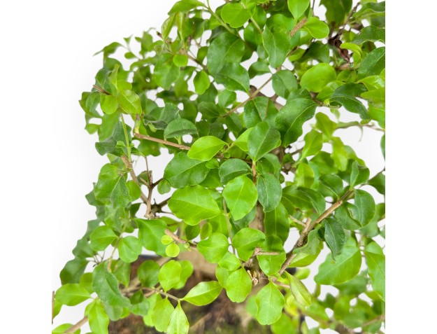 Ligustrum - Ligustro - 35 cm 2