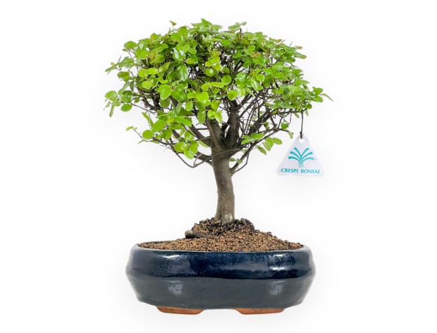 Sagerethia Theezans - 30 cm