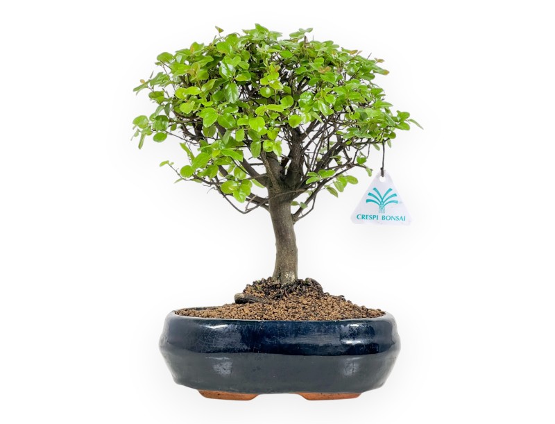 Sagerethia Theezans - 30 cm