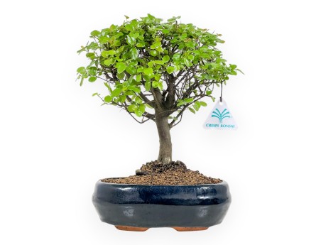 Sagerethia Theezans - 30 cm