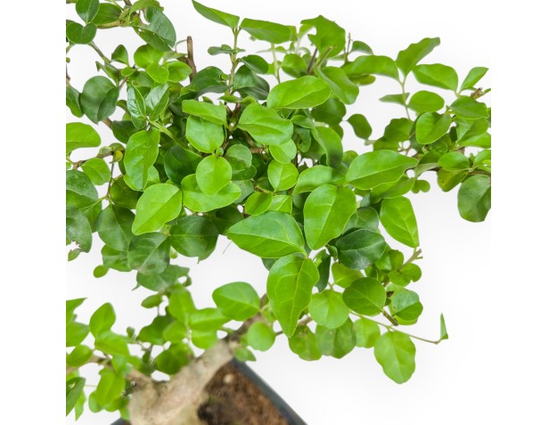 Ligustrum - 34 cm 2
