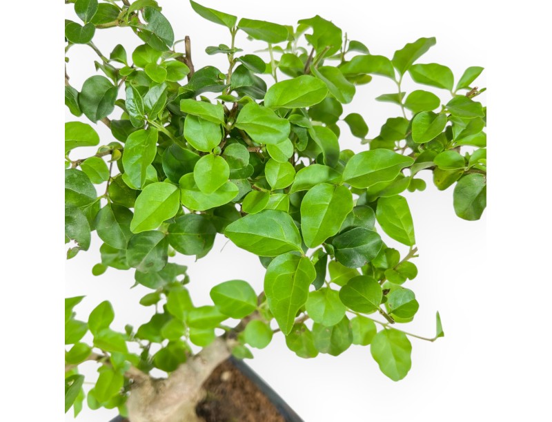 Ligustrum - Ligustro - 34 cm