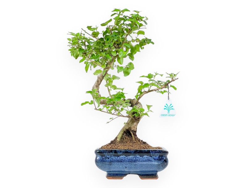 Ligustrum - Privet - 34 cm