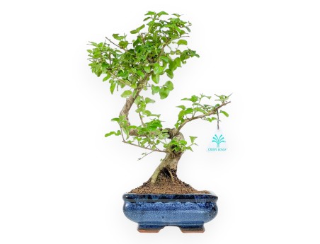 Ligustrum - Privet - 34 cm