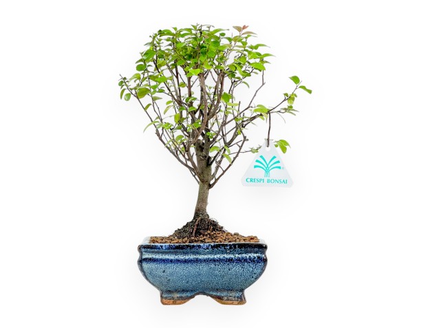 Sagerethia Theezans - Sageretia - 25 cm