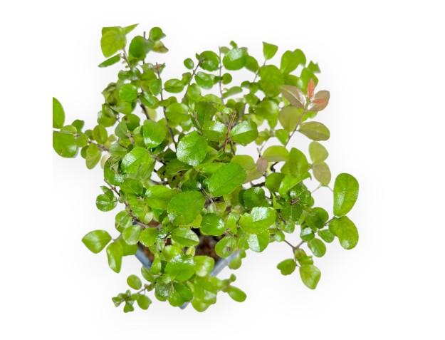 Sagerethia Theezans - Sageretia - 25 cm 2