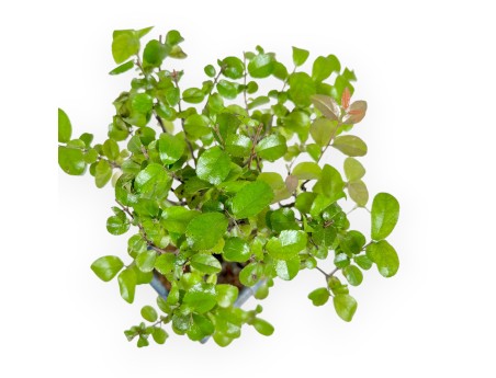 Sagerethia Theezans - Sageretia - 25 cm