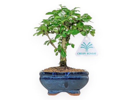 Carmona macrophylla - Tea tree  - 27 cm
