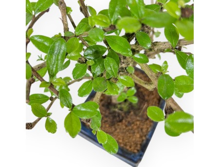 Carmona Macrophylla - Funkientree - 27 cm