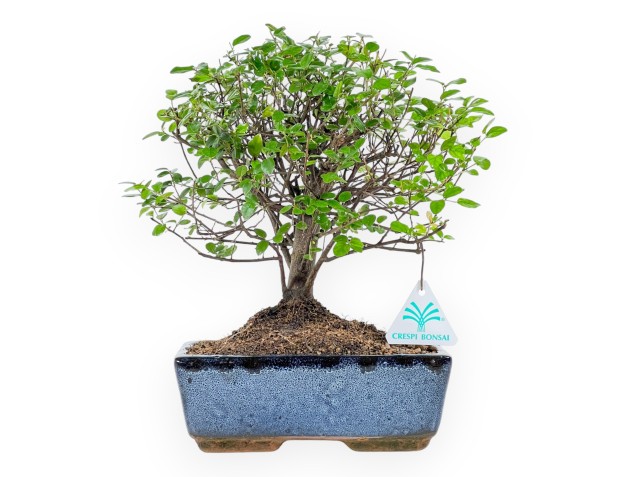 Sagerethia Theezans - 28 cm