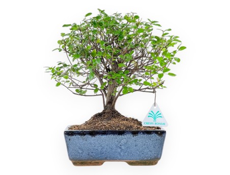 Sagerethia Theezans - 28 cm
