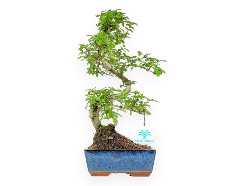 Ligustrum – Privet – 35 cm