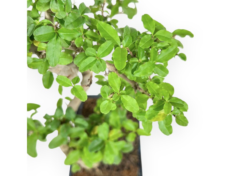 Ligustrum - Troène - 35 cm