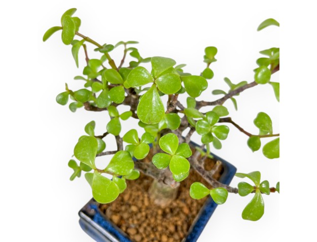 Crassula Portulacaria - 22 cm 2