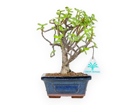 Crassula Portulacaria - 22 cm